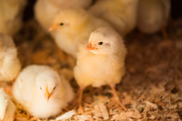 Photo by Robert Harrison