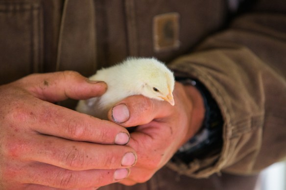 Photo by Robert Harrison