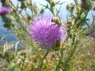 Bee & thistle 053