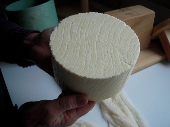 Cheddar fresh from the press 060