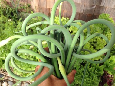 garlic scapes
