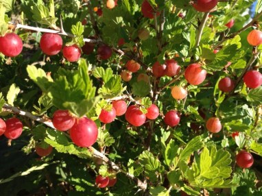 gooseberries