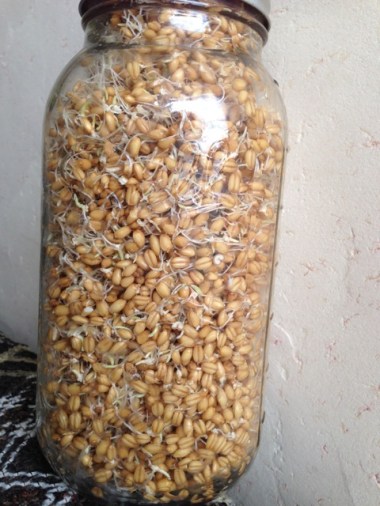 Horsedrawn wheat sprouts