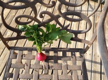 Radish