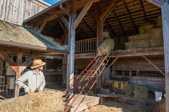 Haying at Sunnyfield 1