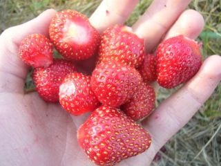 Strawberries 071