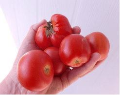 tomatoes