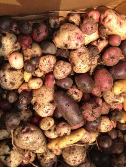 volunteer potatoes in my garden