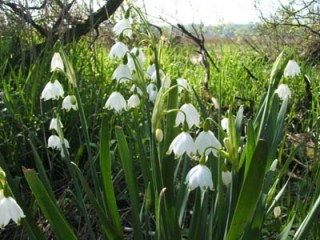 Leucojum
