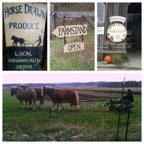 468 horse-drawn-farm