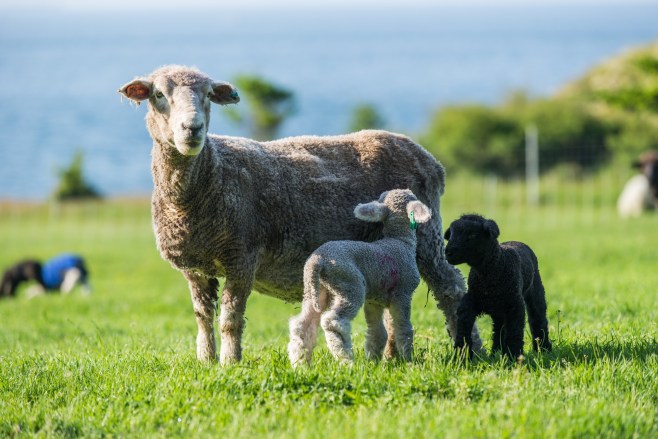 Flint_Beach_Ohana_02